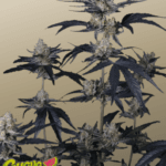 FastBuds Guava Runtz Auto cannabis plant image 1