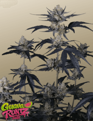 Guava Runtz Auto