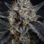 FastBuds Guava Runtz Auto cannabis plant image 2