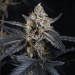 FastBuds Guava Runtz Auto cannabis plant image 3