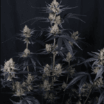 FastBuds Guava Runtz Auto cannabis plant image 4