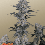 FastBuds Guava Sundae Auto cannabis plant image 1