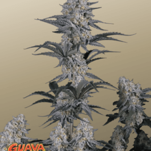 FastBuds Guava Sundae Auto cannabis plant image 1