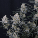 FastBuds Guava Sundae Auto cannabis plant image 2