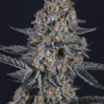 FastBuds Guava Sundae Auto cannabis plant image 3