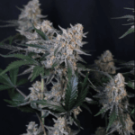 FastBuds Guava Sundae Auto cannabis plant image 4