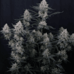 FastBuds Guava Sundae Auto cannabis plant image 5