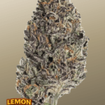 FastBuds Lemon Cherry Runtz cannabis plant image 1
