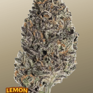 FastBuds Lemon Cherry Runtz cannabis plant image 1