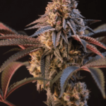 FastBuds Lemon Cherry Runtz cannabis plant image 2