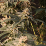 FastBuds Lemon Cherry Runtz cannabis plant image 3