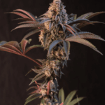 FastBuds Lemon Cherry Runtz cannabis plant image 4