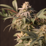 FastBuds Lemon Cherry Runtz cannabis plant image 5