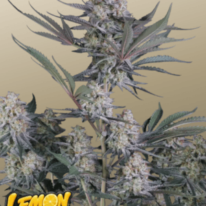 FastBuds Lemon Tree Auto cannabis plant image 1