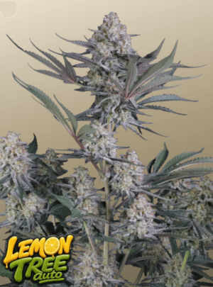 Lemon Tree Auto
