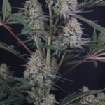 FastBuds Lemon Tree Auto cannabis plant image 2