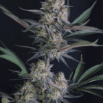 FastBuds Lemon Tree Auto cannabis plant image 3