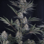 FastBuds Lemon Tree Auto cannabis plant image 4