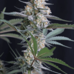 FastBuds Lemon Tree Auto cannabis plant image 5