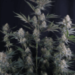FastBuds Lemon Tree Auto cannabis plant image 6