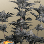 FastBuds Mendo Frost Auto cannabis plant image 1