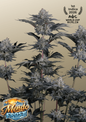 Mendo Frost Auto