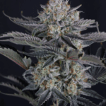 FastBuds Mendo Frost Auto cannabis plant image 2