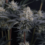 FastBuds Mendo Frost Auto cannabis plant image 3