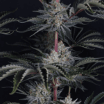 FastBuds Mendo Frost Auto cannabis plant image 4