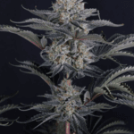 FastBuds Mendo Frost Auto cannabis plant image 5
