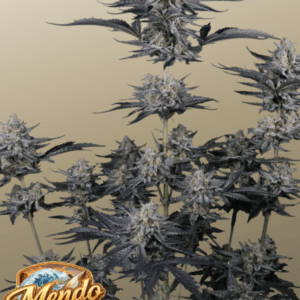 FastBuds Mendo Guava Auto cannabis plant image 1