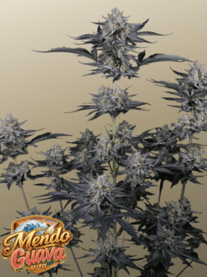Mendo Guava Auto