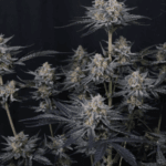 FastBuds Mendo Guava Auto cannabis plant image 2