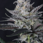 FastBuds Mendo Guava Auto cannabis plant image 3