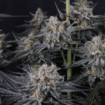 FastBuds Mendo Guava Auto cannabis plant image 4