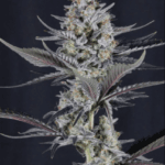 FastBuds Mendo Guava Auto cannabis plant image 5