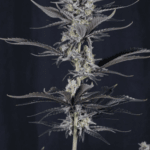 FastBuds Mendo Guava Auto cannabis plant image 6
