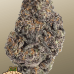 FastBuds Papayton cannabis plant image 1