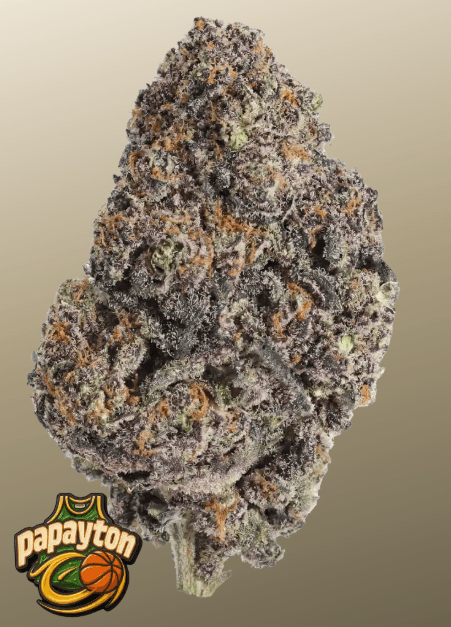 FastBuds Papayton cannabis plant image 1