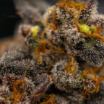 FastBuds Papayton cannabis plant image 2