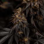 FastBuds Papayton cannabis plant image 3