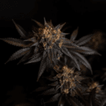 FastBuds Papayton cannabis plant image 4