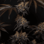 FastBuds Papayton cannabis plant image 5