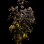FastBuds Papayton cannabis plant image 6
