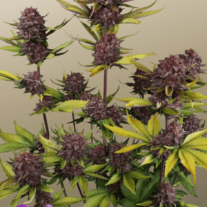 FastBuds Purple Lemonade Auto RF3 cannabis plant image 1