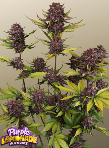 FastBuds Purple Lemonade Auto RF3 cannabis plant image 1
