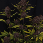 FastBuds Purple Lemonade Auto RF3 cannabis plant image 2