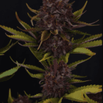FastBuds Purple Lemonade Auto RF3 cannabis plant image 3