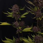 FastBuds Purple Lemonade Auto RF3 cannabis plant image 4