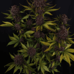 FastBuds Purple Lemonade Auto RF3 cannabis plant image 5